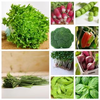 BIO warzywa - zestaw 2 - 10 gatunków nasion warzyw