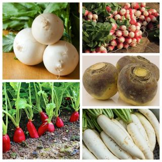 Warzywa rzepowate - zestaw 1 - 5 gatunków nasion