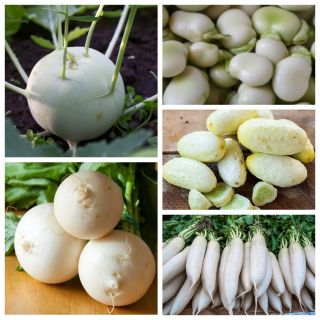 Warzywa białe - zestaw powiększony - 10 gatunków nasion