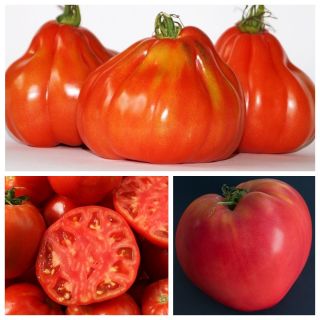 Pomidor typu Bawole Serce - zestaw 3 odmian nasion warzyw