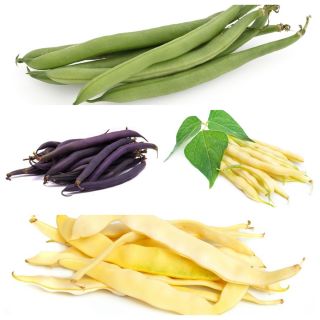 Fasola szparagowa - zestaw 4 odmian nasion warzyw