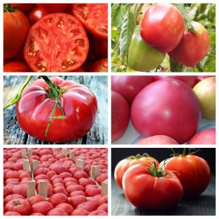 Pomidor malinowy - zestaw 1 - 6 odmian nasion warzyw