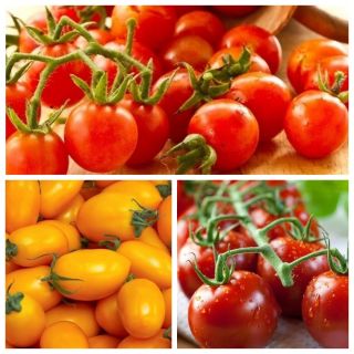 Pomidor czereśniowy - zestaw 3 odmian nasion warzyw