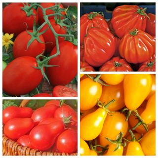 Pomidor gruszkowy - zestaw 4 odmian nasion warzyw