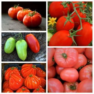 Pomidor mięsisty - zestaw 5 odmian nasion warzyw