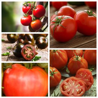 Pomidor wysoki - zestaw 1 - 5 odmian nasion warzyw