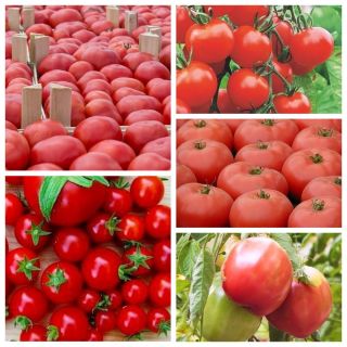 Najpopularniejsze odmiany pomidorów - zestaw 5 odmian nasion