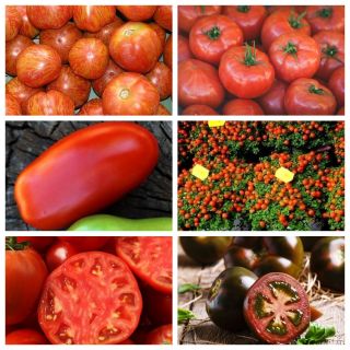 Pomidor - zestaw 6 odmian nasion warzyw