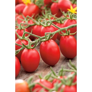Pomidor Lambert - gruntowy, karłowy, średniowczesny, bardzo plenny, doskonały na przeciery