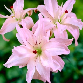 Lilia azjatycka pełna - Spring Pink