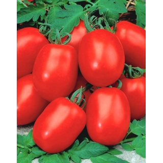 Pomidor Awizo - gruntowy, karłowy, wczesny, bardzo plenny, najbardziej odporny na zarazę ziemniaka