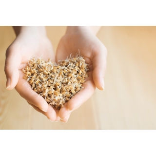 BIO Nasiona na kiełki - Pszenica - Certyfikowane nasiona ekologiczne