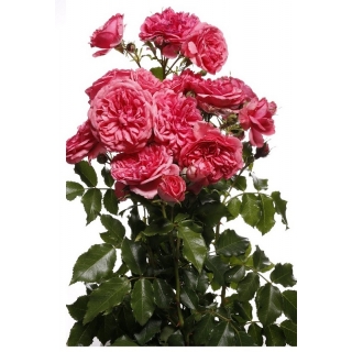 Róża parkowa różowa - sadzonka