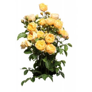 Róża parkowa żółta - sadzonka