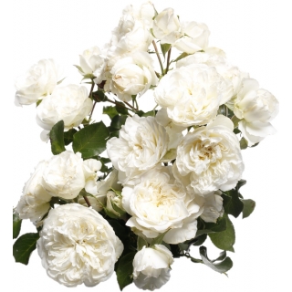 Róża rabatowa biała - sadzonka