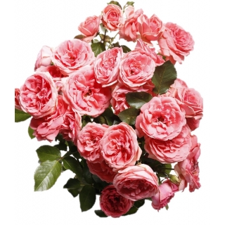 Róża rabatowa różowa - sadzonka