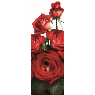 Róża wielkokwiatowa kremowo-czerwona - sadzonka
