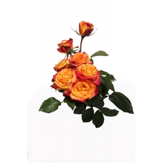Róża wielkokwiatowa pomarańczowo-czerwona - sadzonka