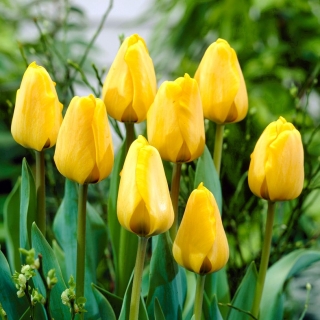 Tulipan Golden Apeldoorn - opak. 5 szt.