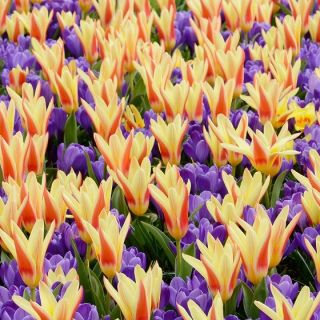 Pole kontrastu - zestaw tulipanów i krokusów - 50 szt.
