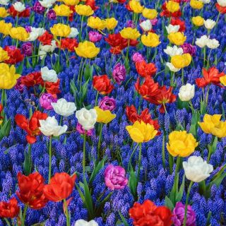Zestaw kolorowych tulipanów z szafirkiem niebieskim - 50 szt.