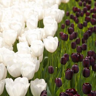 Tulipan biały + ciemnobordowy - zestaw 30 szt.