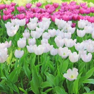 Tulipan biały + różowy - zestaw 30 szt.