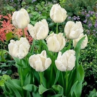 Tulipan White Parrot - opak. 5 szt.