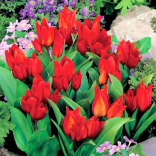 Tulipan botaniczny - Tubergen's Variety - 5 szt.