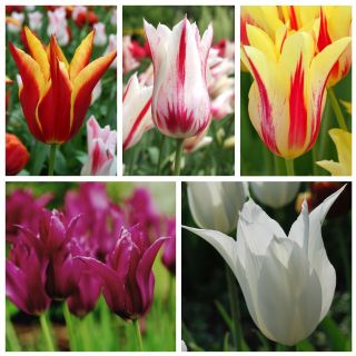 Tulipan liliokształtny - zestaw wyjątkowych odmian - 50 szt.