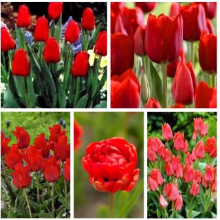 Zestaw tulipanów w odcieniach czerwieni - 200 szt.