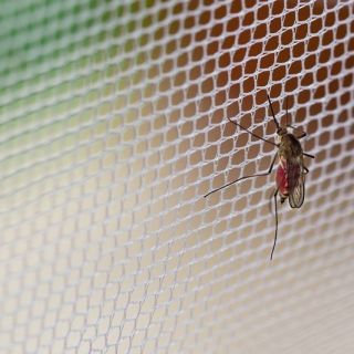 Moskitiera na komary i inne owady latające 150 x 180 cm - czarna