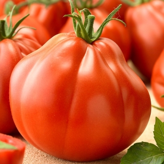 Pomidor Or Pera d'Abruzzo - gruntowy, gruszkowy, duży, mięsisty