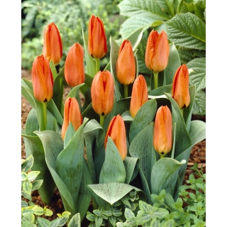 Tulipan niski pomarańczowy - Greigii orange - 5 szt.