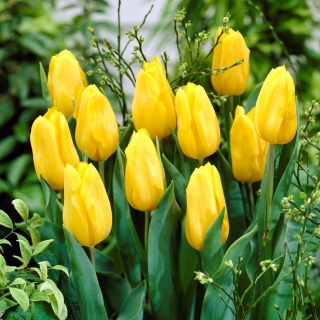Tulipan żółty - Yellow - 5 szt.