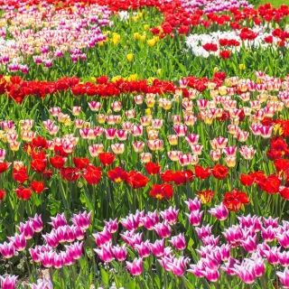 Zestaw zachwycających tulipanów - czerwony, biało-różowy i liliokształtny różowo-biały - 45 szt.