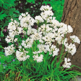 Czosnek neapolitański - Allium neapolitanum - 20 szt.