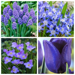 Blue Melody - zestaw 4 gatunków roślin kwitnących na niebiesko - 80 szt.
