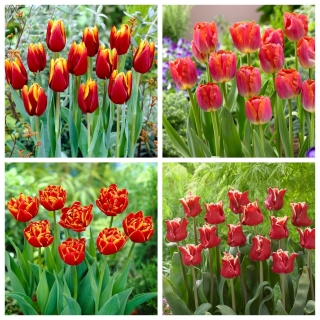 Carpe diem - zestaw 4 odmian tulipanów - 40 szt.