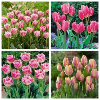 Cavallo - zestaw 4 odmian tulipanów - 40 szt.