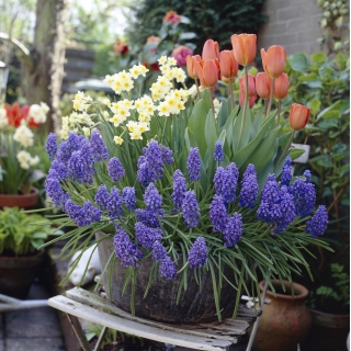 Szafirek, narcyz oraz tulipan - zestaw 3 gatunków roślin - 60 szt.