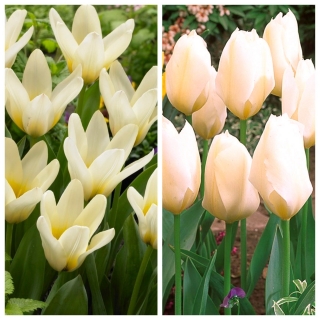 Pina Colada - zestaw 2 odmian tulipanów - 40 szt.