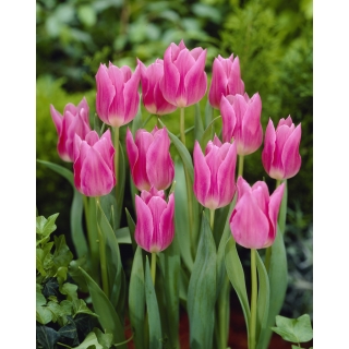 Tulipan China Pink - opak. 5 szt.