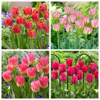 Pink Panther - zestaw 4 odmian tulipanów - 40 szt.