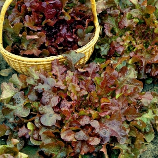 BIO Sałata liściowa Red Salad Bowl - Certyfikowane nasiona ekologiczne