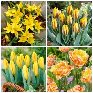Beztroskie dzieciństwo - zestaw 4 odmian tulipanów - 40 szt.