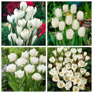 Anielskie skrzydła - zestaw tulipanów i krokusów w białym kolorze - 140 szt.