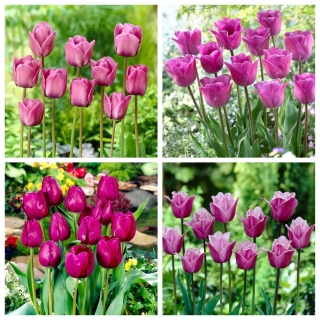 Królowa nocy - zestaw 4 odmian tulipanów - 40 szt.