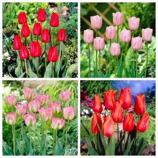 Melodia uczuć - zestaw 4 odmian tulipanów w kolorze czerwonym oraz różowym - 40 szt.