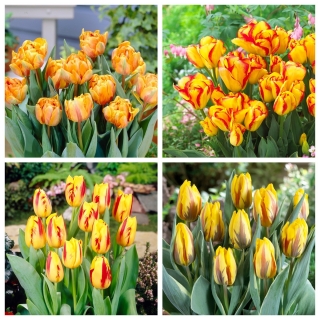 Słoneczna radość - zestaw 4 odmian tulipanów - 40 szt.